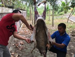 bersyukur dengan rejeki dengan berqurban